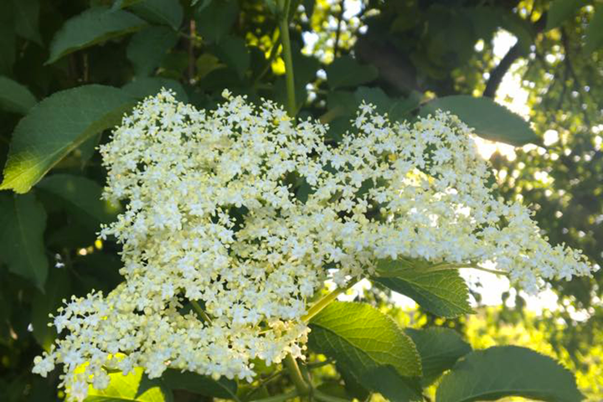 Fiori di Acacia e  Sambuco fritti