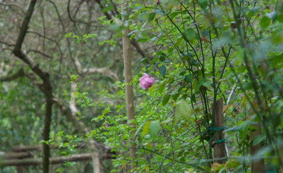 Alvisopoli e la rosa sopravvissuta